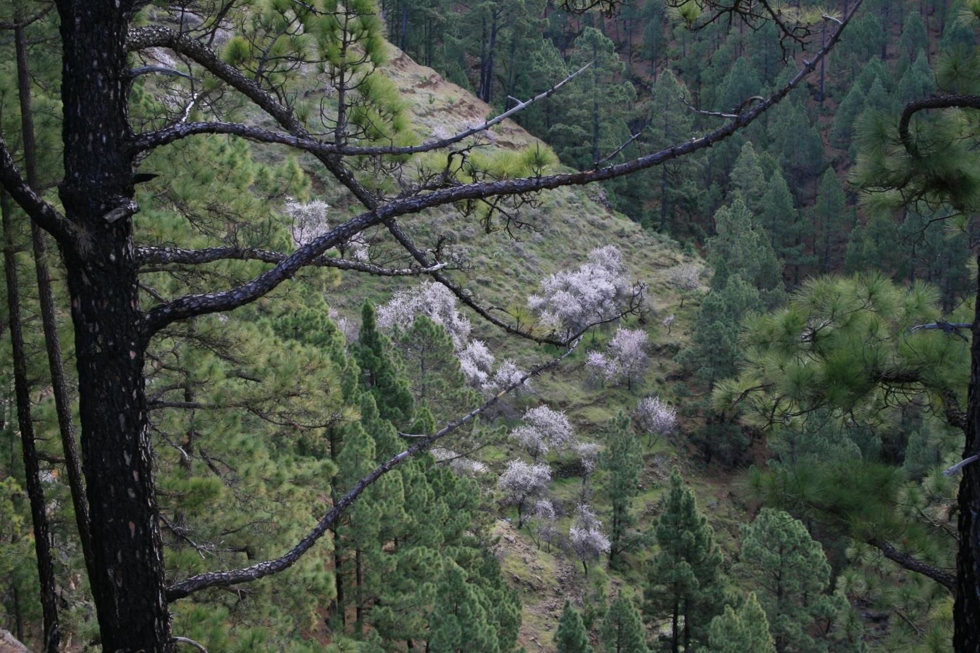 Casa Rural El Riachuelo Garafía Екстериор снимка